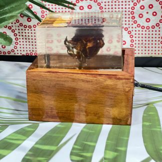 Preserve Flowers Resin LED Lamp